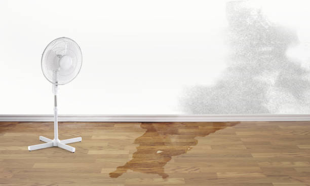 Best Carpet water damage restoration  in Connerton, FL