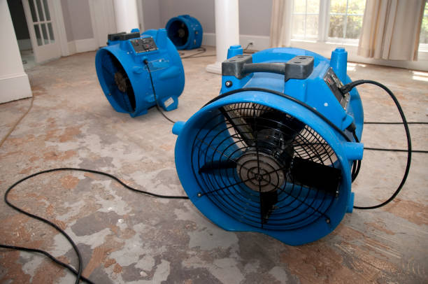 Best Basement water damage restoration  in Connerton, FL