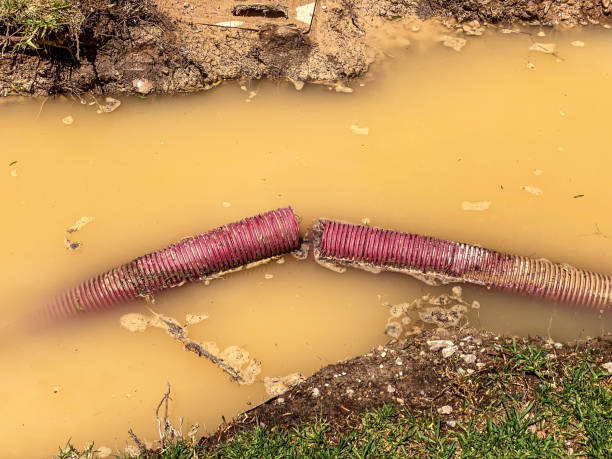 Best Professional water damage repair  in Connerton, FL